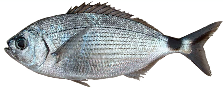 Oblada melanura_08.jpg